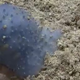 Imagen para el artículo titulado Nadie acierta a identificar este extraño organismo marino azul